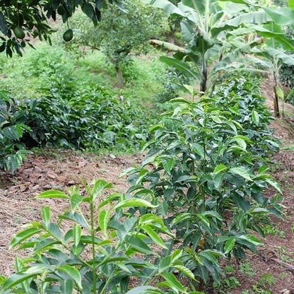 【6月予約販売】コスタリカ Yasal Geisha washed コーヒー豆100g